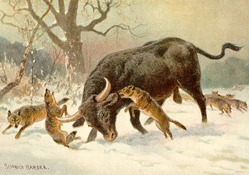Heinrich Harder 1858-1935 Painting of an Auroch