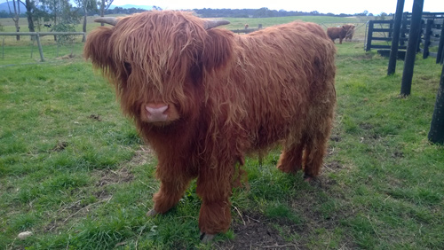 Young Highland Steer