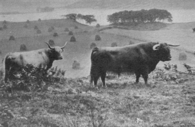 Achnacloich 1935 Prionnsa Bhuidhe 2nd of Kilchamaig (3795) standing above the “Field of Stones” 