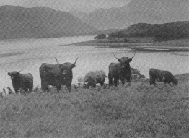 Achnacloich in 1935