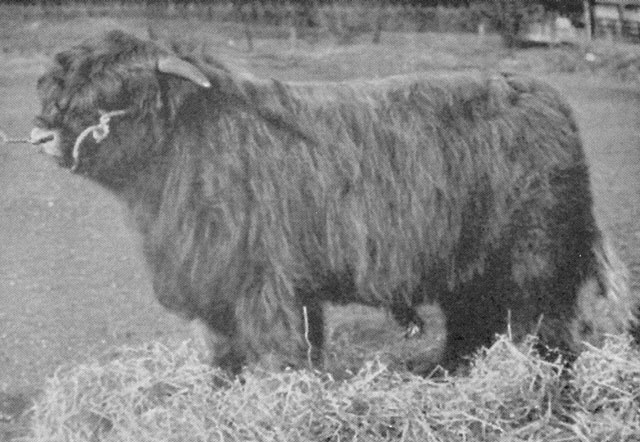 Coirneil Og of Mingary (4337)