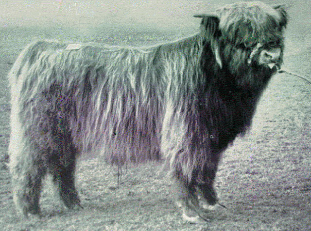Diarmid of Achnacloich (5759
