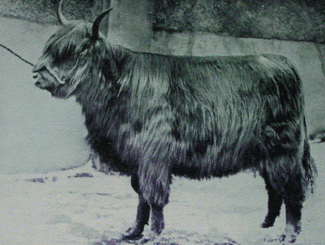 Dosan Og 12th of Achnacloich (20767)