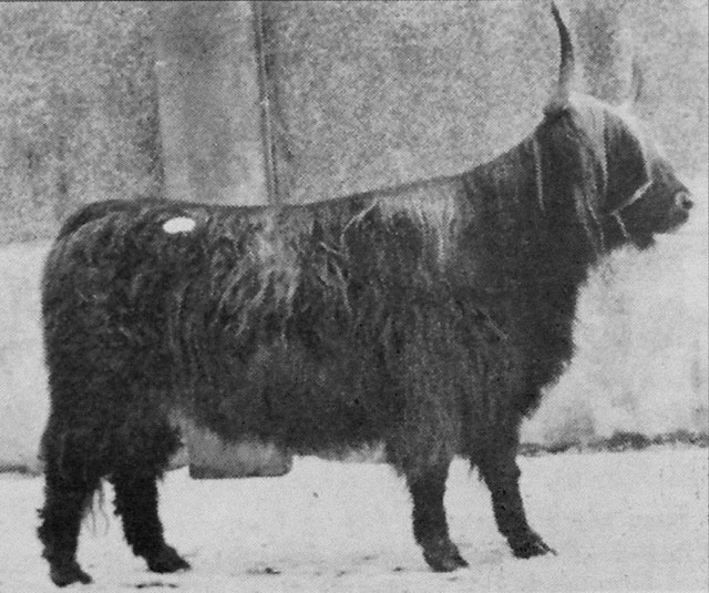 Dosan Og 40th of Achnacloich