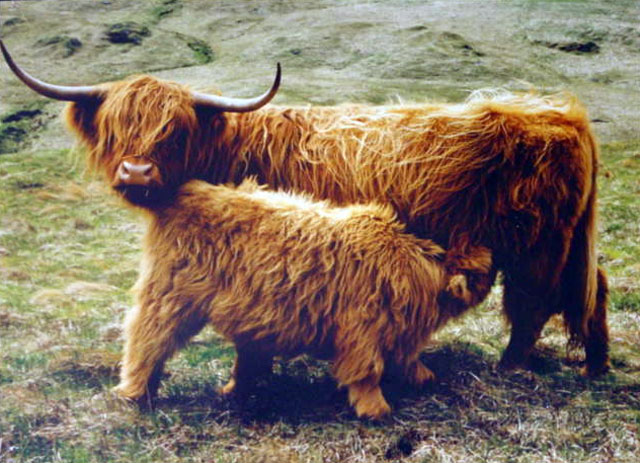 Dossan Ruadh 9th of Strathallan