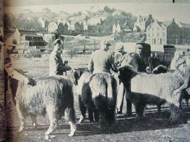 Oban Bull Sale 1948