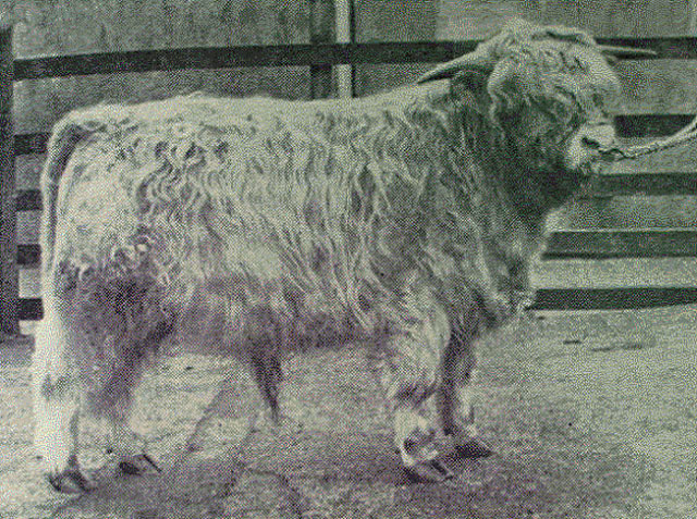 Ossian 3rd of Achnacloich (5943) – Junior Champion Oban Bull Sale 1966