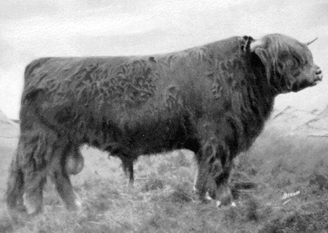Prionnsa Bhuidhe 2nd of Kilchamaig (3795)
