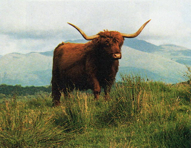 Proiseag Ruadh 24th of Achnacloich (25419)