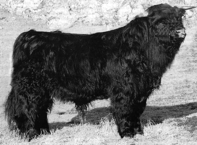 Gille Dubh of Craigomill (Vol 79)