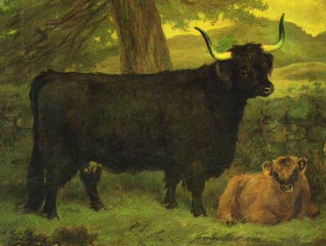 Proisag Dubh (783) and her bull calf Black Prince (45)