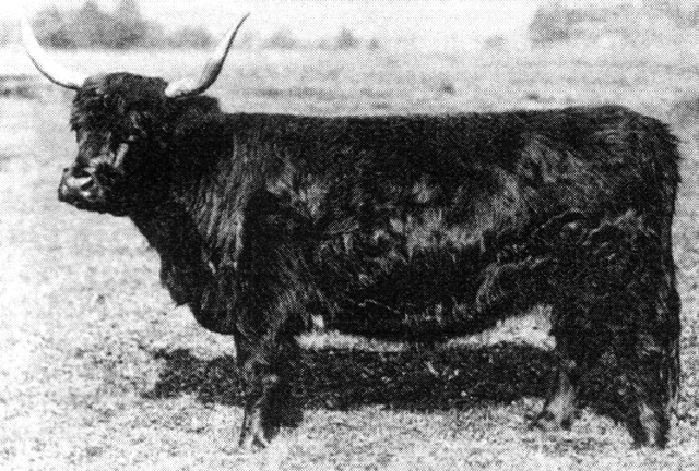 Sgiathach Dubh of Ardtornish (1251)