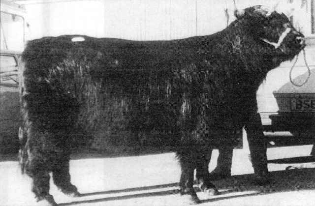 Una of Millerston (27230) 