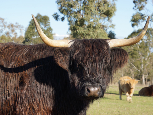 Black cow in Australia