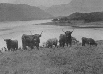 Cattle above the Loch