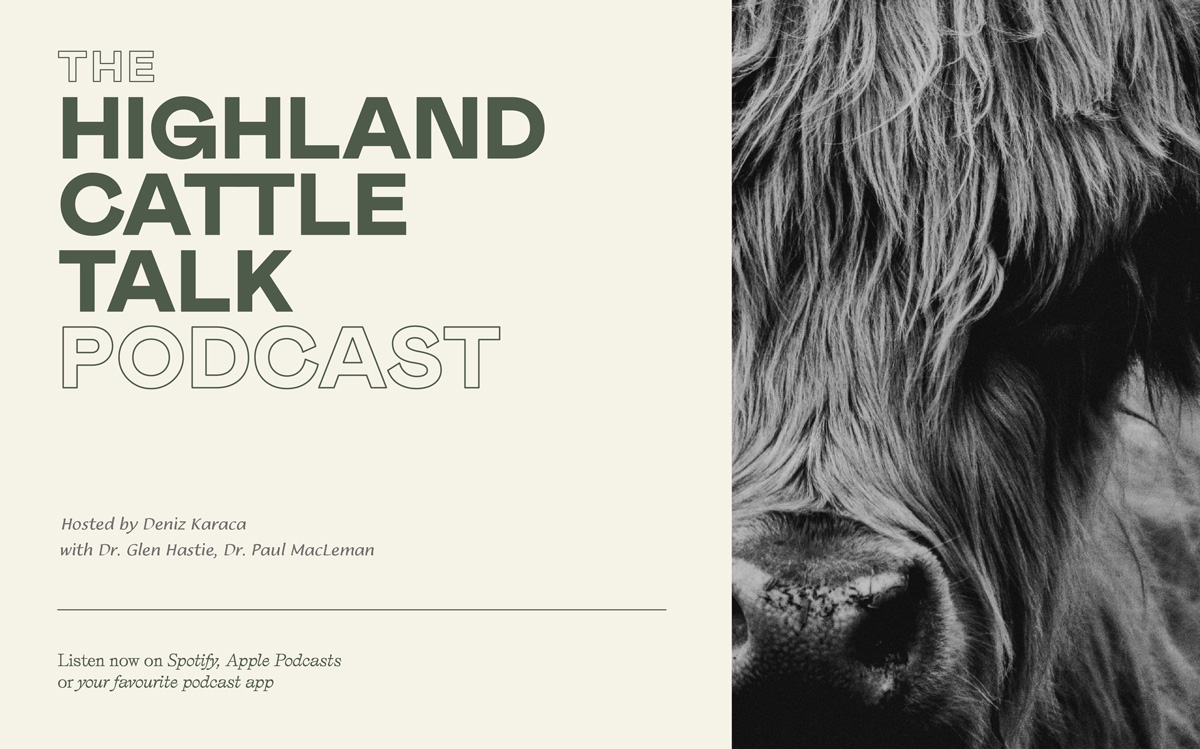 Scottish Highland Cattle -  header image